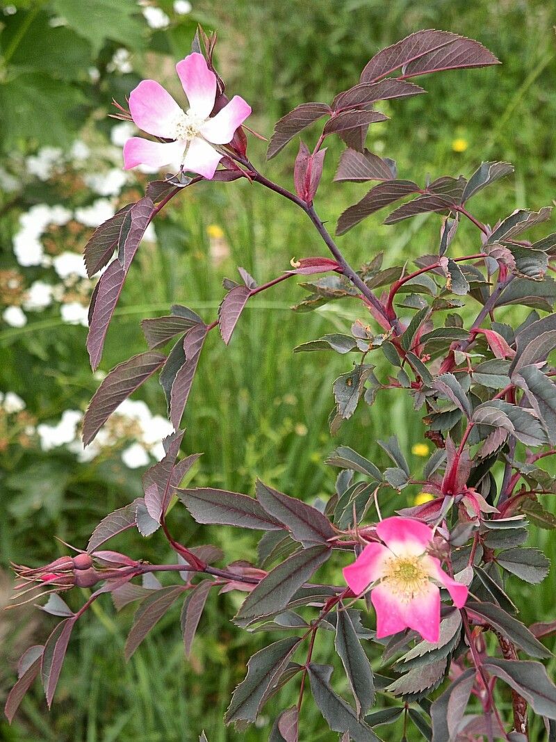 Rotblättrige Rose — Bild 1