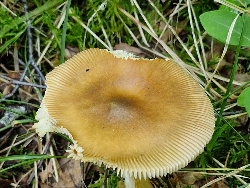 Rotbrauner Scheidenstreifling — Bild 1