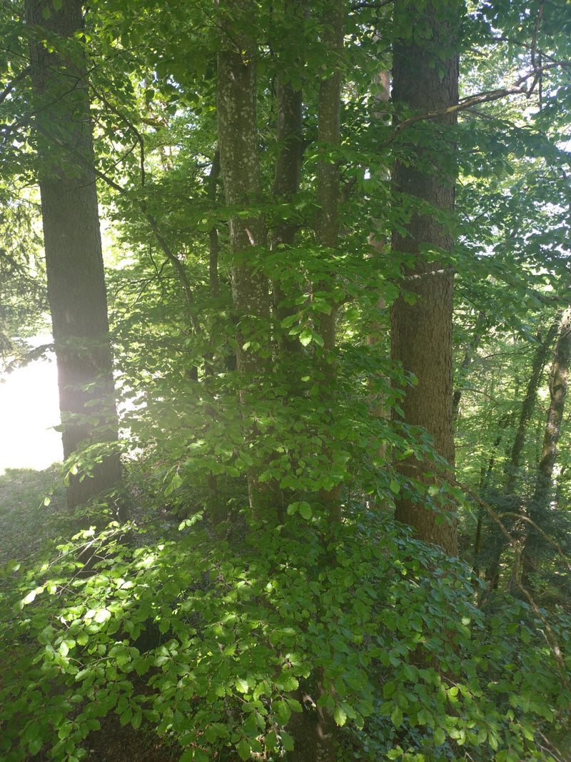Das Bild zeigt mehrere ausgewachsene Rotbuchen in einem lichten Wald. Gut zu sehen sind die glatten Stämme und das dichte, grüne Blattwerk.