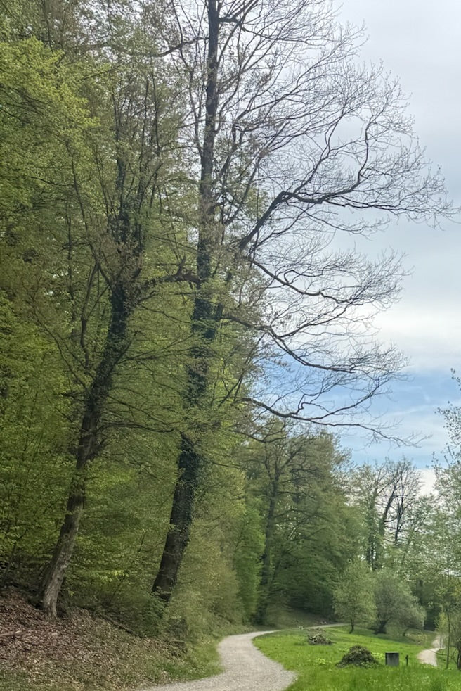 Rotbuche — Bild 2