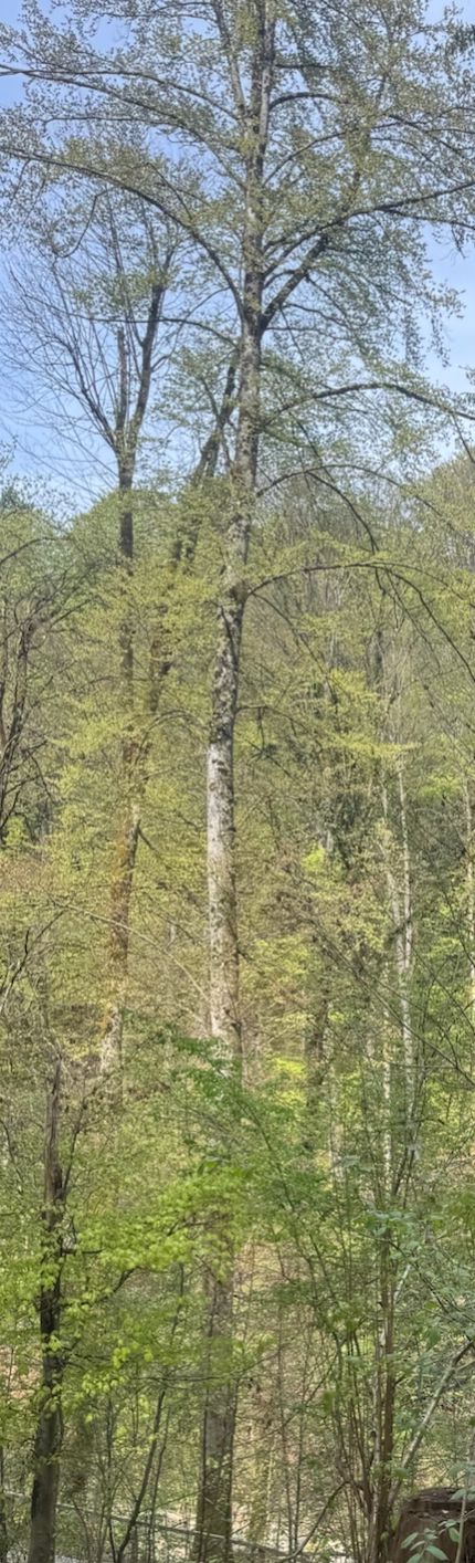Rotbuche — Bild 4