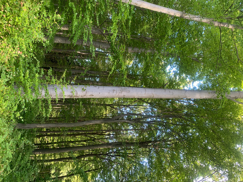 Zu sehen sind mehrere aufrechte, hellgraue Stämme und das grüne Blätterdach von Rotbuchen in einem lichten Wald. Die Aufnahme zeigt die Bäume von unten nach ...
