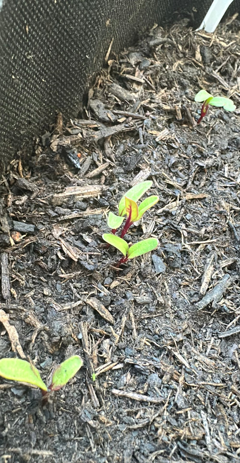 Rote Bete — Bild 2