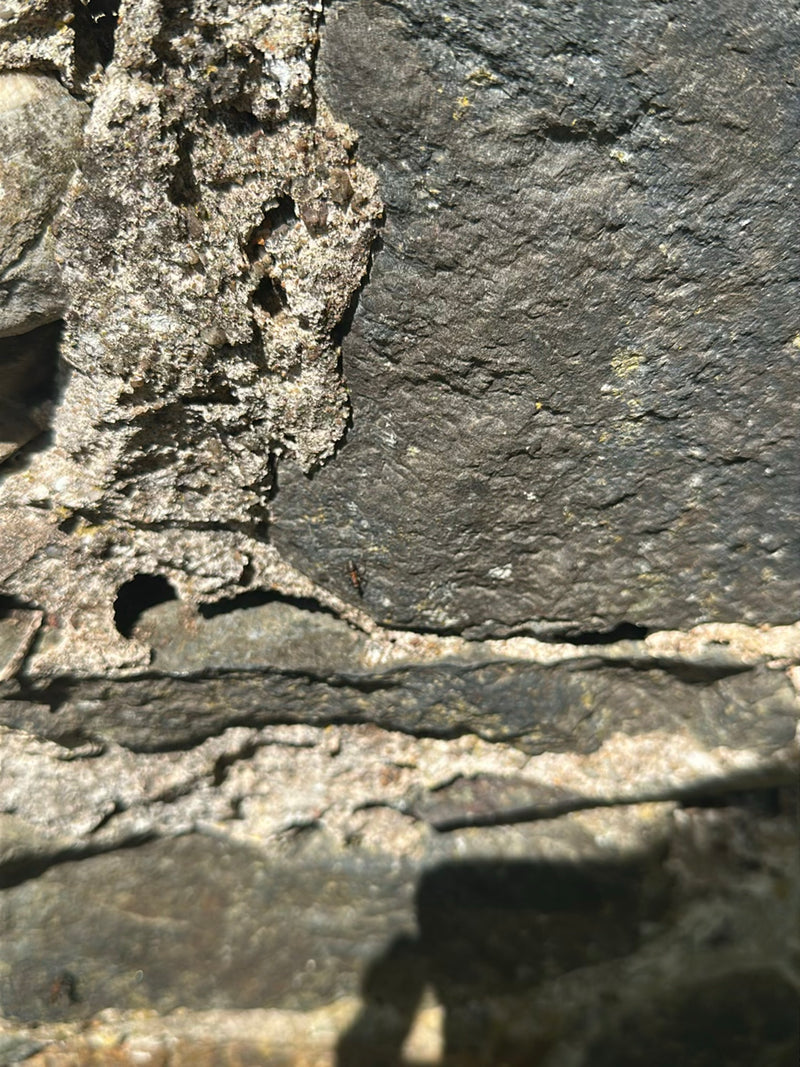 Rote Rasenameise — Bild 3