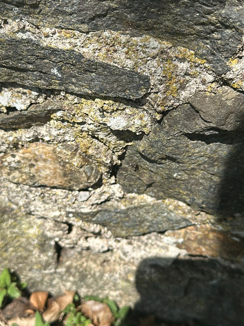 Rote Rasenameise — Bild 2