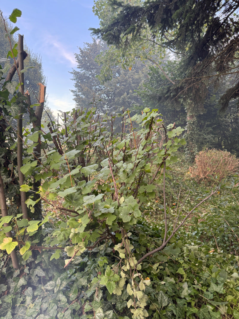 Johannisbeeren — Bild 3