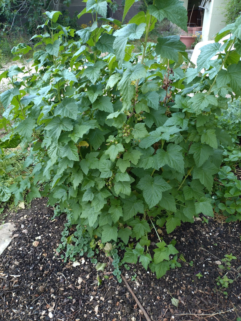Johannisbeeren — Bild 1