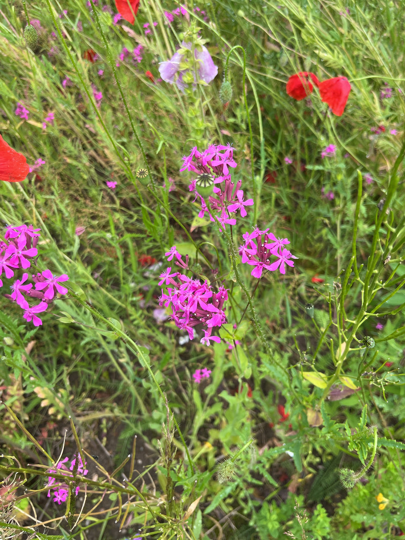 Rote Lichtnelke — Bild 2