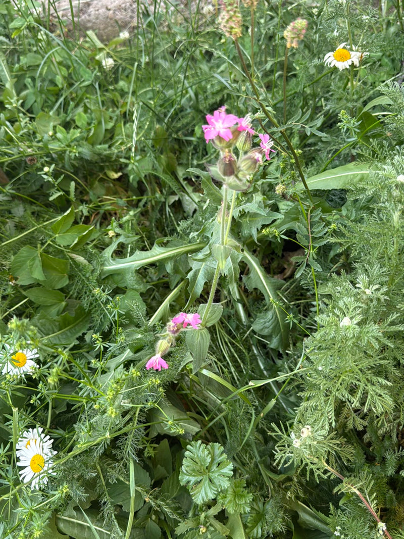 Rote Lichtnelke — Bild 1