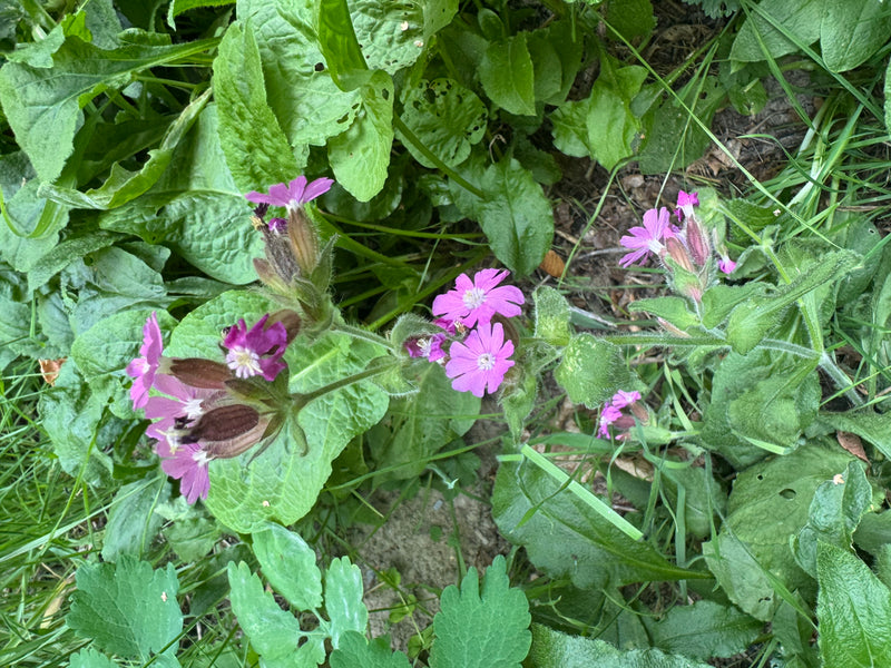 Eine blühende Rote Lichtnelke mit auffälligen rosa Blütenblättern und behaarten Blütenkelchen wächst zwischen krautigen Pflanzen.