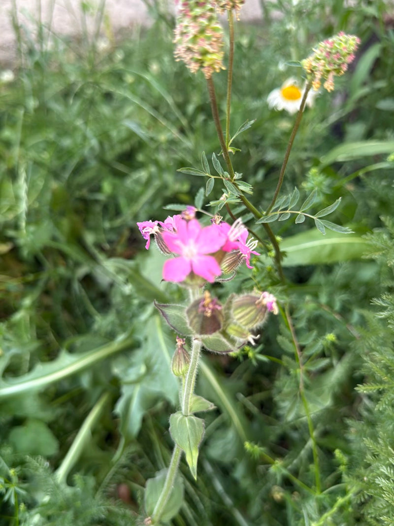 Rote Lichtnelke — Bild 4