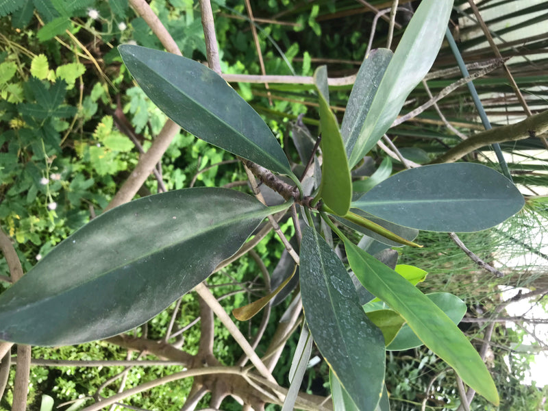 Rote Mangrove — Bild 2 von 2