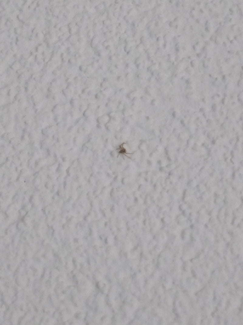 Rote Samtmilbe — Bild 4
