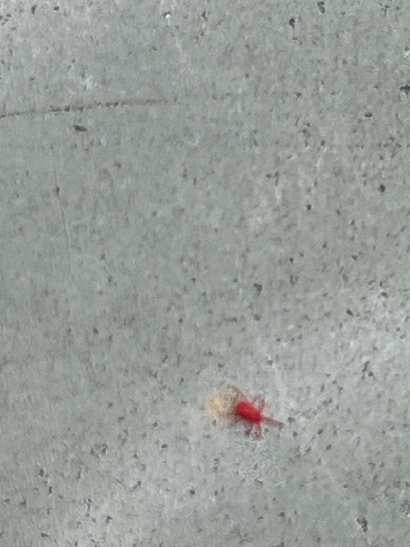 Rote Samtmilbe — Bild 3