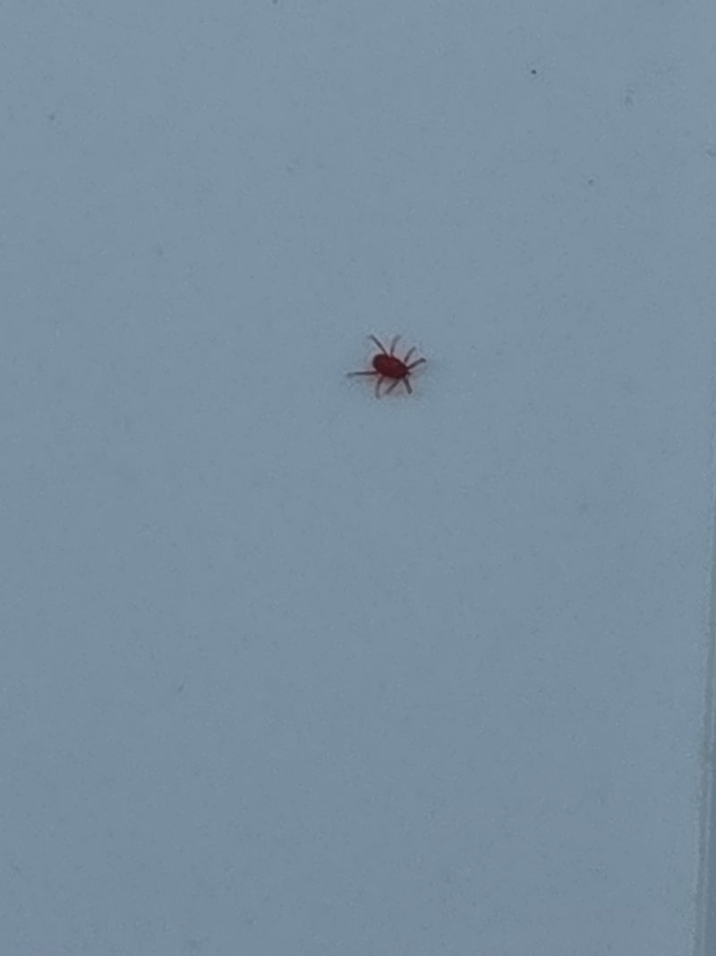 Rote Samtmilbe — Bild 5
