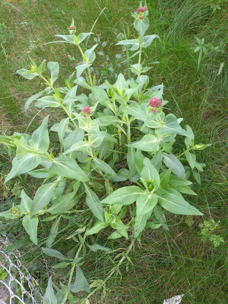 Rote Spornblume — Bild 3
