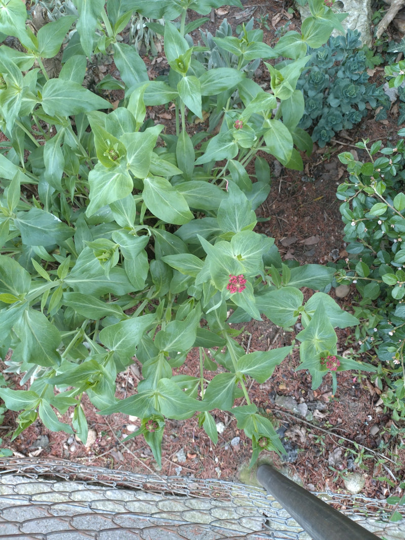 Rote Spornblume — Bild 2