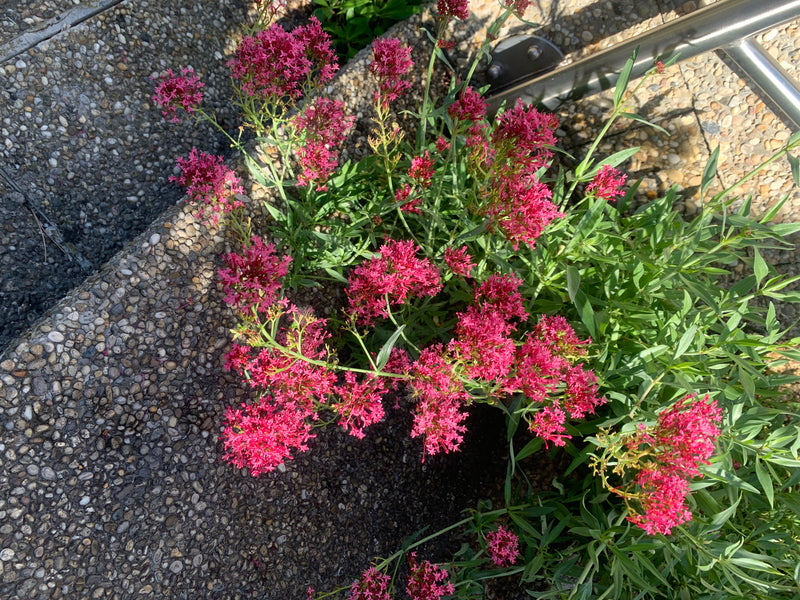 Zu sehen ist eine blühende Rote Spornblume mit kräftig rosa bis roten Blütenständen. Die Pflanze wächst in Aufsicht direkt neben einer strukturierten Steintr...