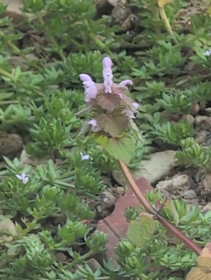 Purpurrote Taubnessel — Bild 2