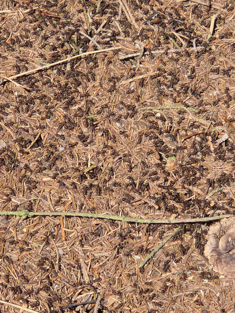 Rote Waldameise — Bild 2