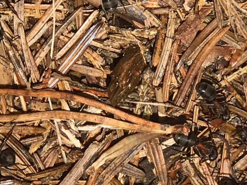 Mehrere Rote Waldameisen laufen über ein typisches Nest aus Tannennadeln und Waldboden. Die Insekten sind gut zu erkennen.
