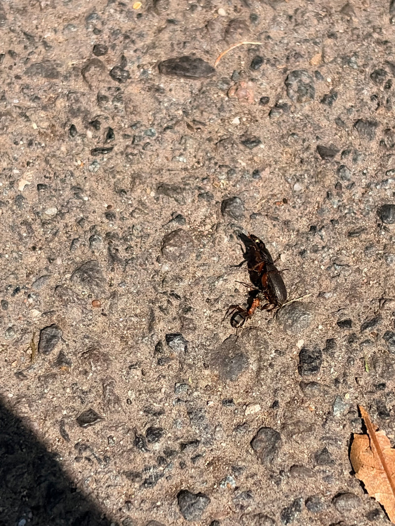 Rote Waldameise — Bild 4
