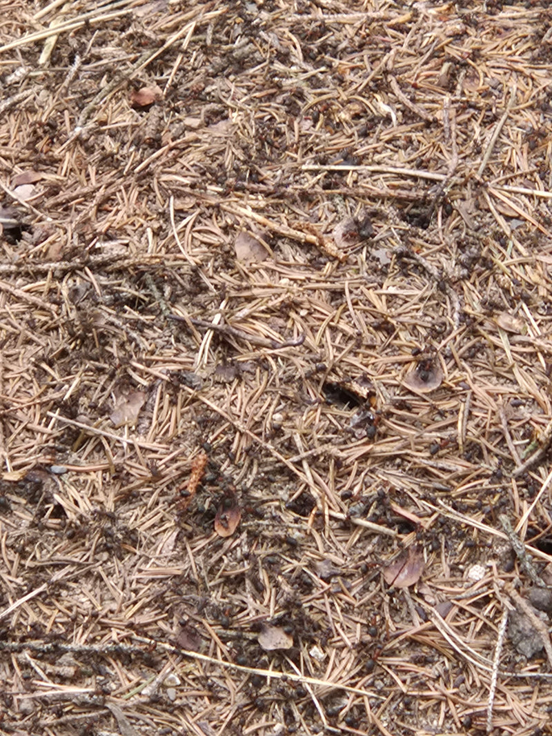 Rote Waldameise — Bild 1