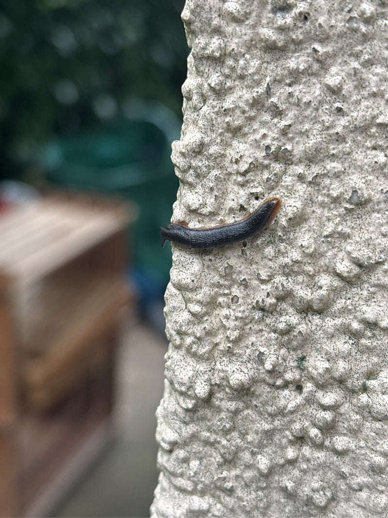 Rote Wegschnecke — Bild 1 von 1