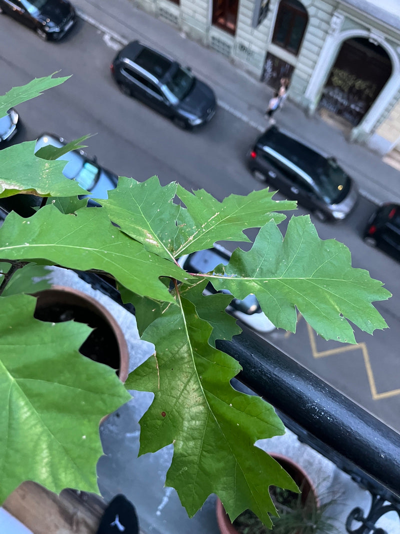 Roteiche — Bild 2