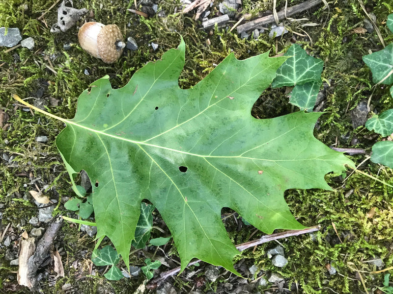 Roteiche — Bild 3 von 6