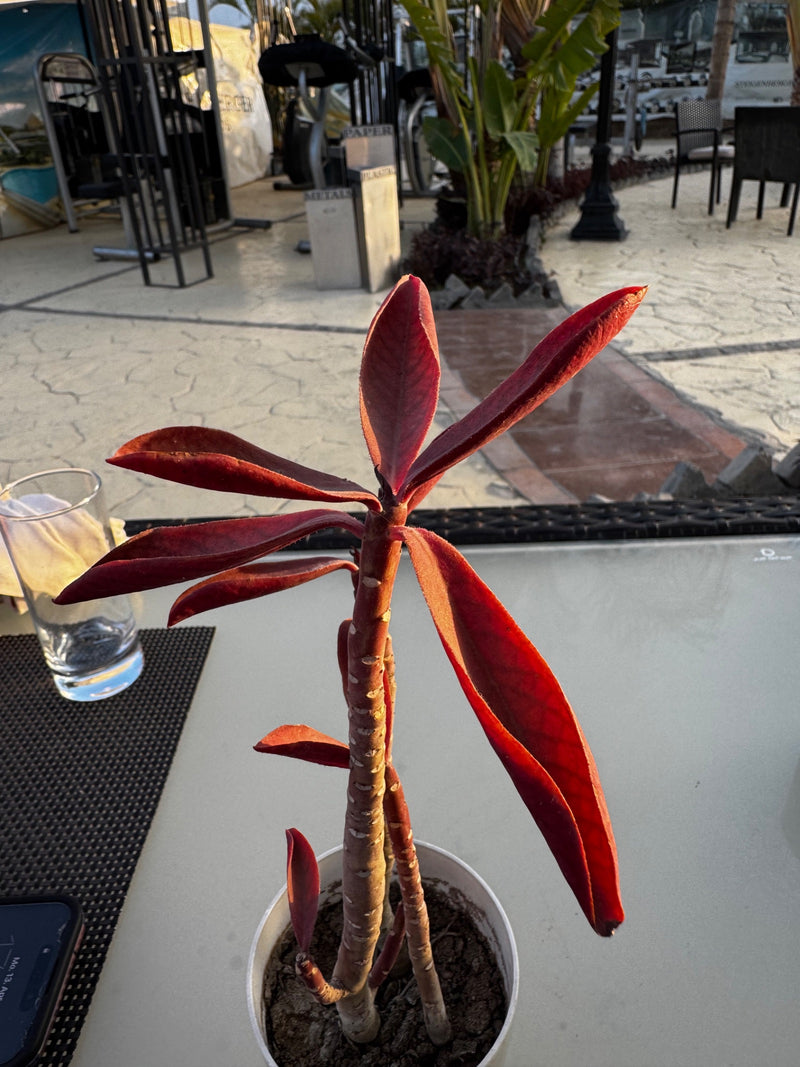 Roter Afrikanischer Milchbusch — Bild 1