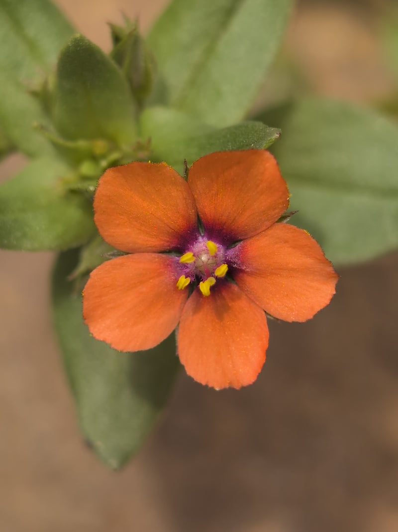Roter Gauchheil — Bild 1