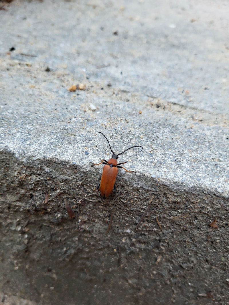 Rothalsbock — Bild 4