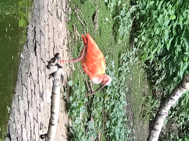 Roter Ibis — Bild 1 von 2
