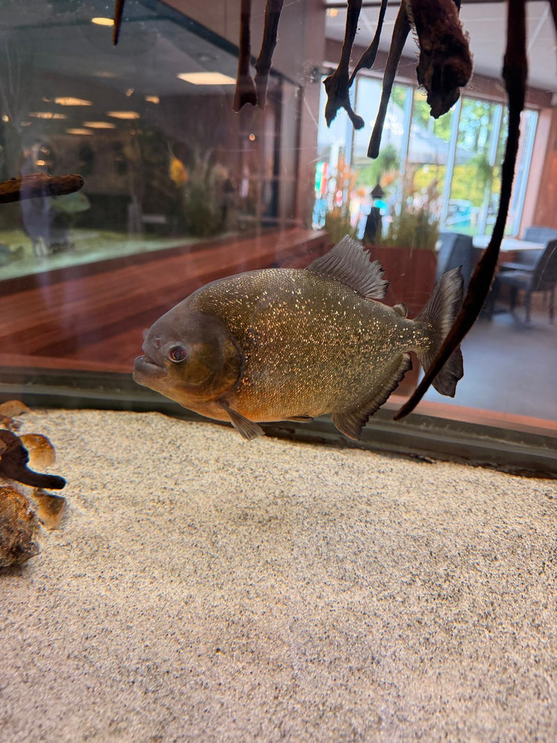 Roter Piranha — Bild 2