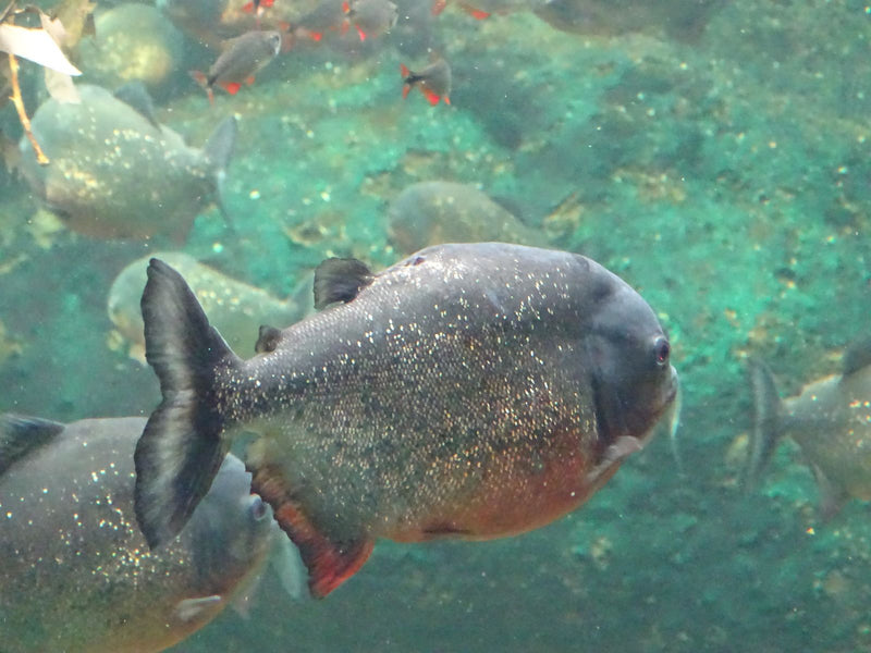 Roter Piranha — Bild 3