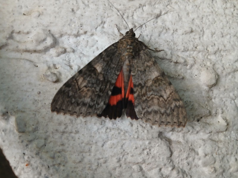 Rotes Ordensband — Bild 4