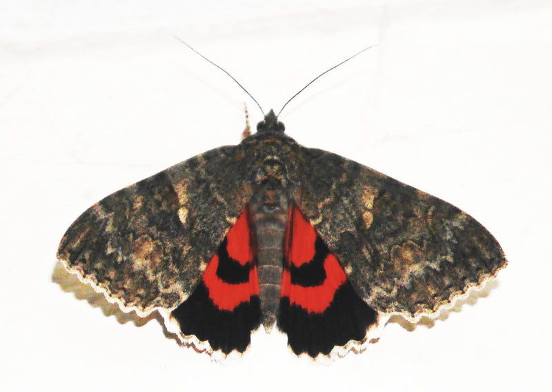 Rotes Ordensband — Bild 5
