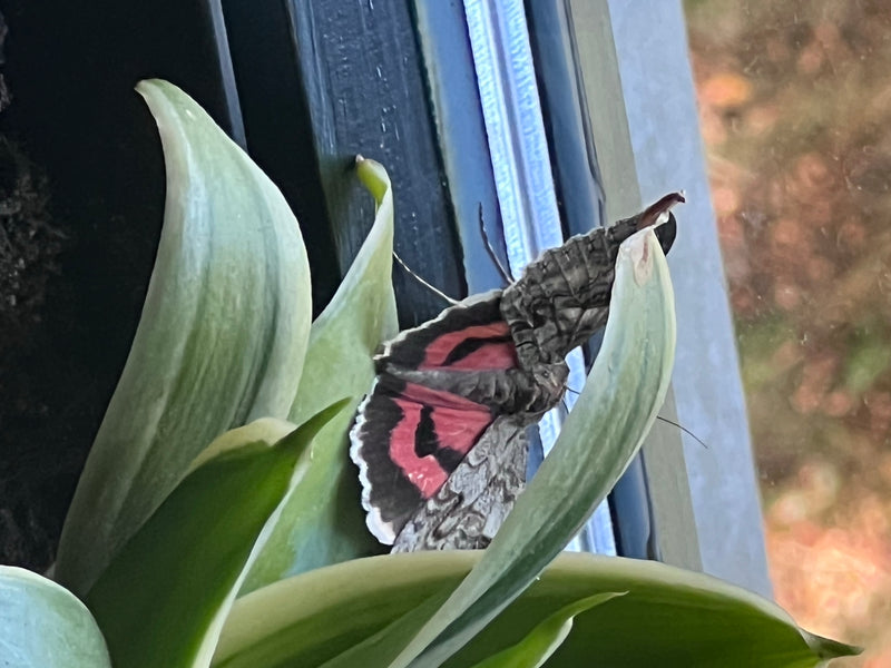 Rotes Ordensband — Bild 1