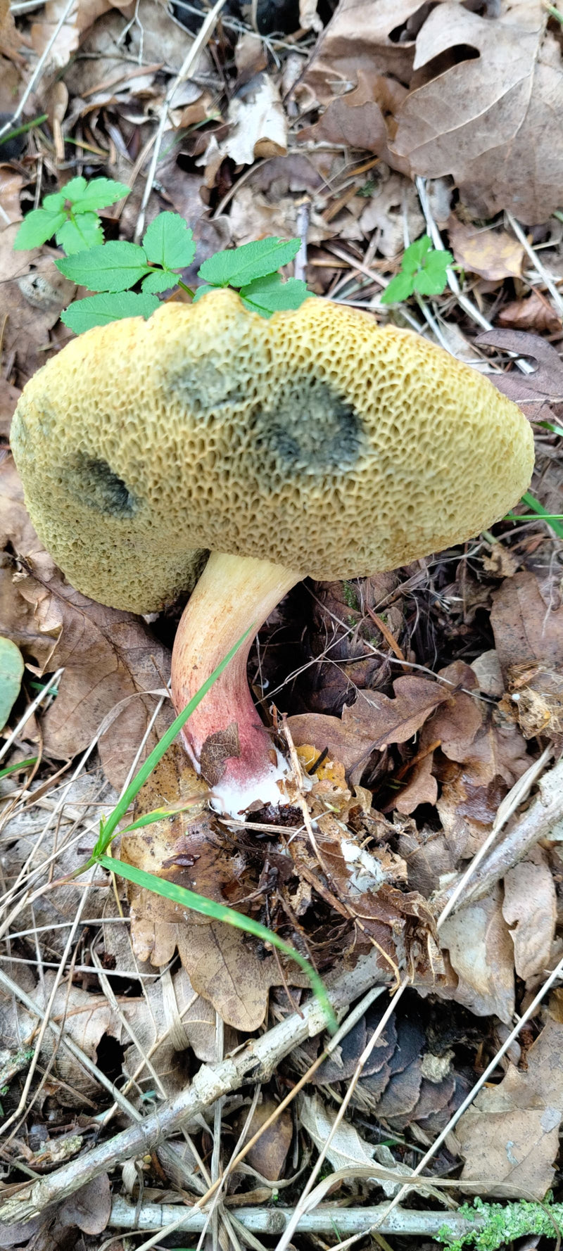 Ein Rotfuß-Röhrling wächst auf von Laub bedecktem Waldboden. Die weiten gelblichen Poren und der rötlich gefärbte Stiel sind gut erkennbar.