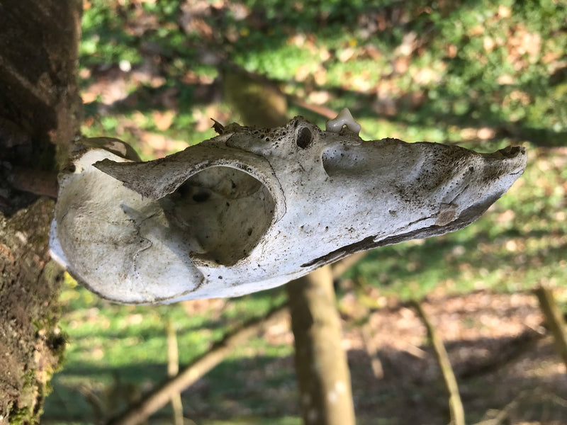 Rotfuchs — Bild 4