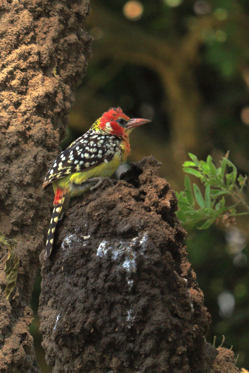 Rotgelb-Bartvogel — Bild 1