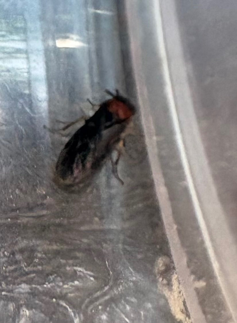 Rothalsiger Buntkäfer — Bild 2