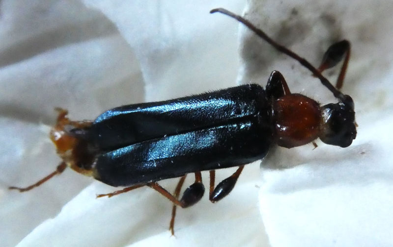 Rothalsiger Scheinbockkäfer — Bild 2