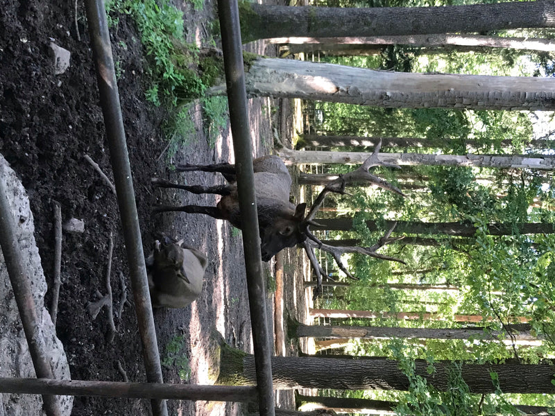 Rothirsch — Bild 3 von 7