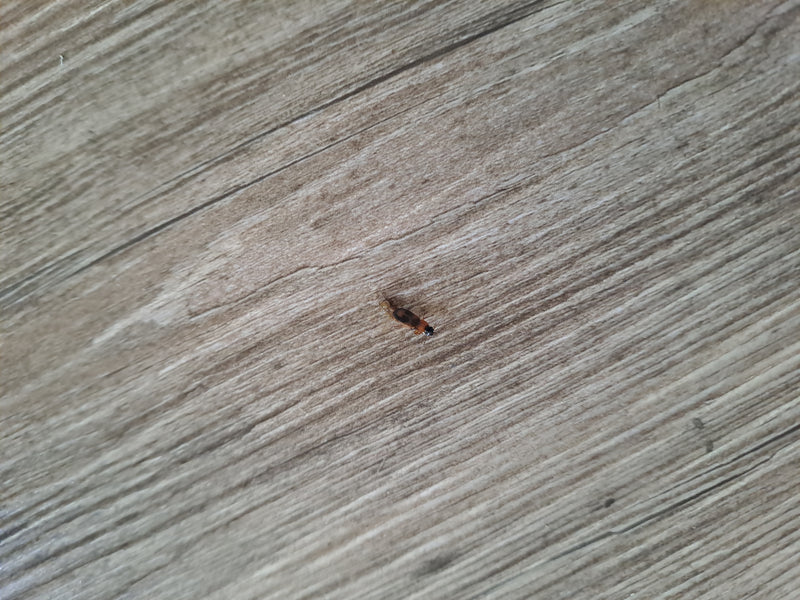 Rotköpfiger Zipfelkäfer — Bild 3