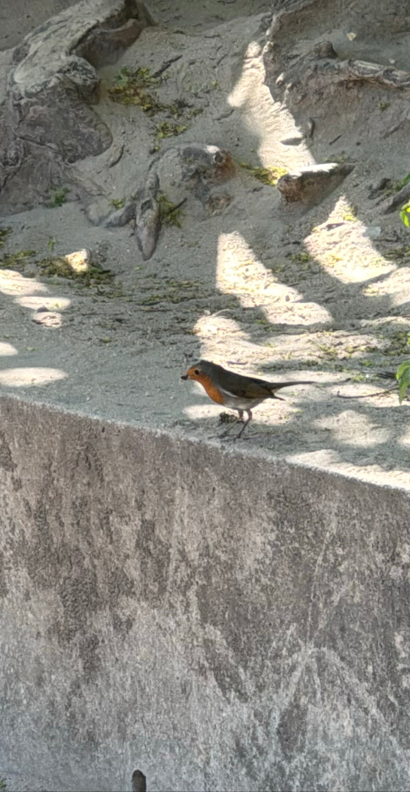 Rotkehlchen — Bild 4