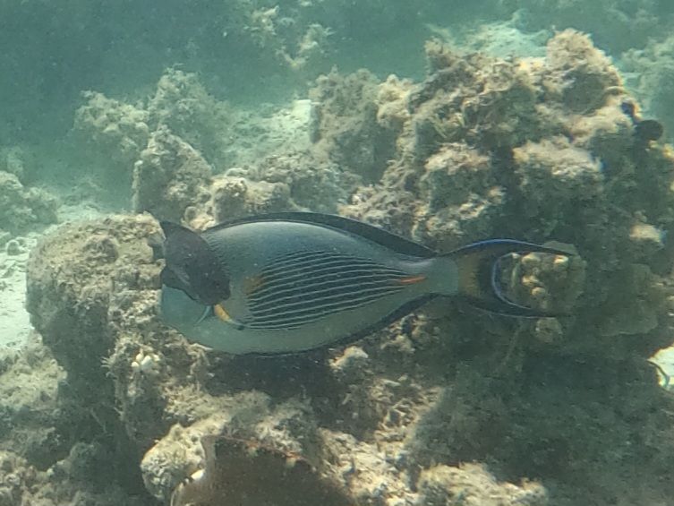 Rotmeer-Doktorfisch — Bild 1