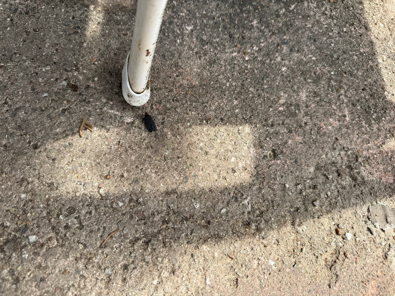 Rotnackiges Schwarzwidderchen — Bild 1