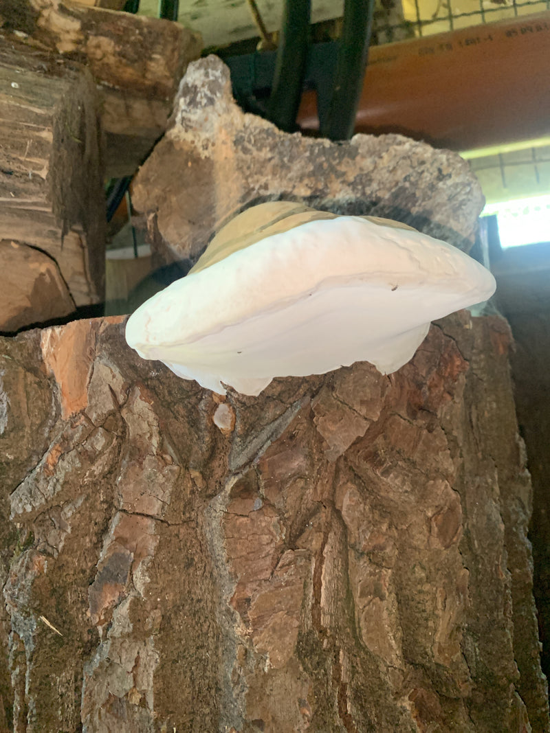 Rotrandiger Baumschwamm — Bild 3